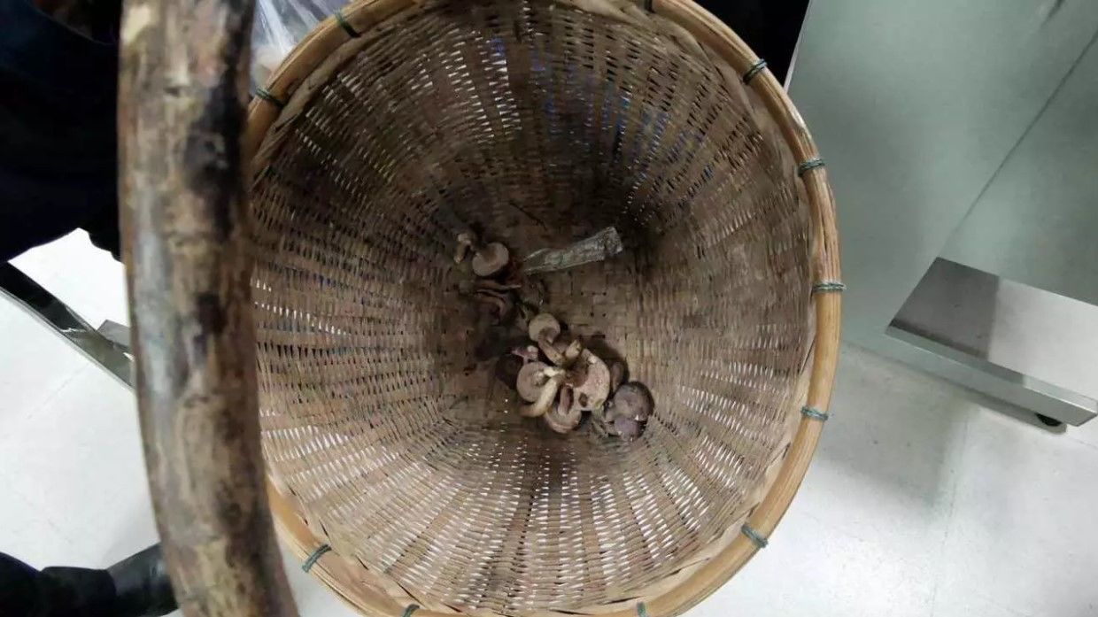 ถอนแจ้งความ 3 ยายเก็บเห็ดสถานีเพาะชำกล้าไม้จังหวัดศรีสะเกษ | Tadoo